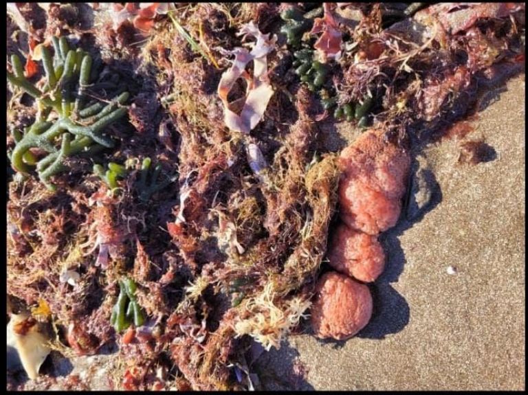 Sorpresa En Playas De Mar Del Plata Por Aparici N De Extra Os