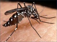 Provincia reitera las medidas de prevención por dengue