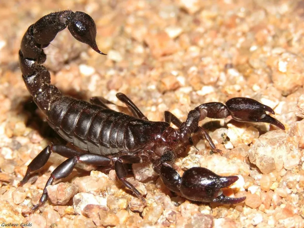 Aseguran que "los alacranes de Mar del Plata no revisten gravedad”
