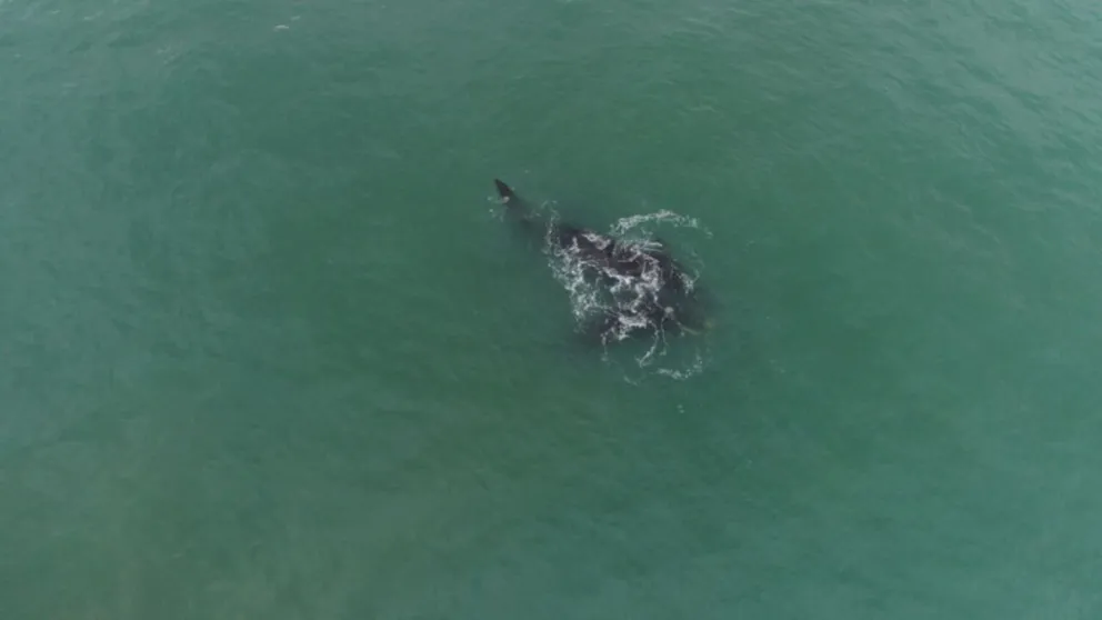 Aparecieron ballenas en la costa de Mar del Plata