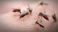 El gobierno bonaerense estableció pautas de acción frente al aumento de mosquitos