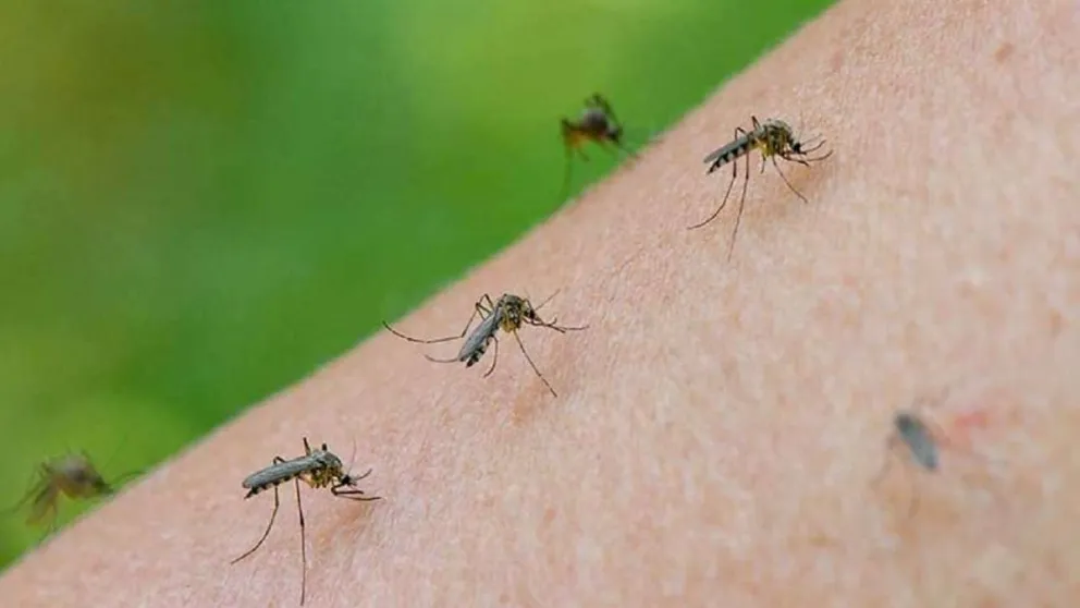 Anticipan más nubes de mosquitos y dan recomendaciones para no enloquecer con su presencia