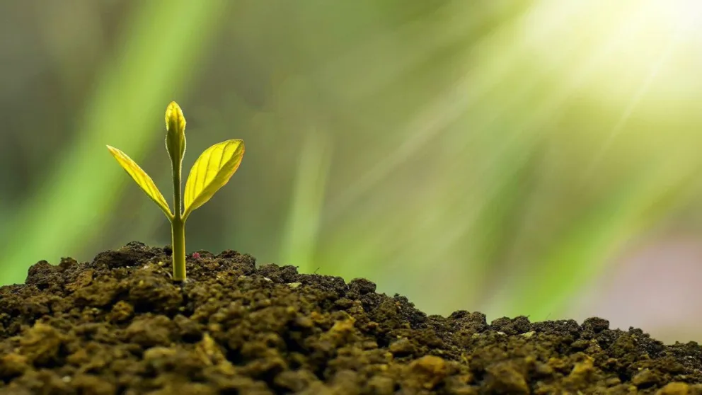 Plantarán 100 árboles en el Campo Deportivo de la UNMdP