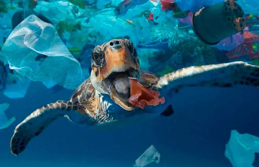 Biólogo marplatense realizó un importante estudio sobre el impacto del consumo de plástico en especies animales