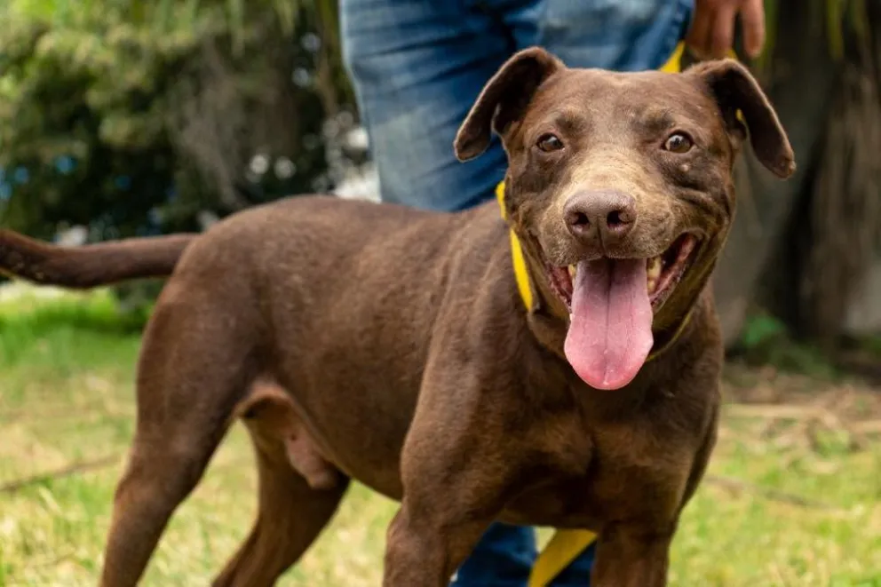 El rol de los animales en la sociedad