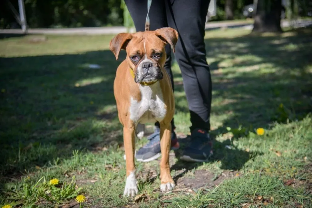 Desde Zoonosis realizaron un balance de las acciones llevadas a cabo a lo largo del año