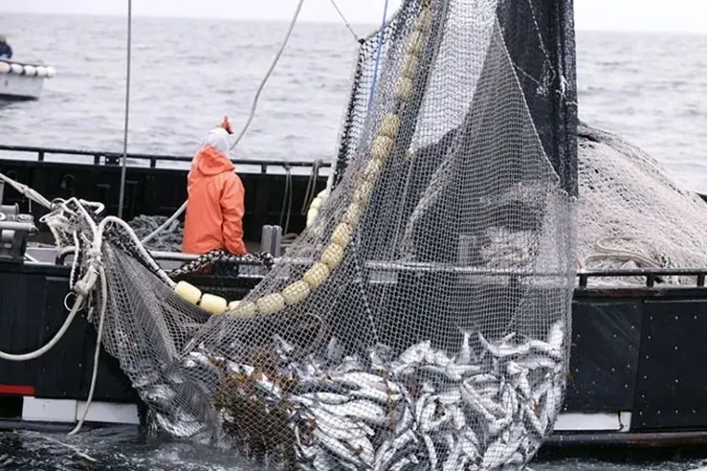 Resolvieron que se podrá devolver hasta el 50% de la cuota individual  transferible de captura de merluza común | Infobrisas | Noticias de Mar del  Plata y la zona