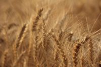Empresarios rurales aseguran que las retenciones "ahogan" a la producción del trigo
