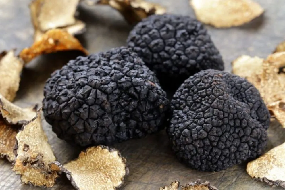 Espartillar: el pueblo de 700 habitantes donde se cosechan hongos que cuestan 2000 dólares por kilo