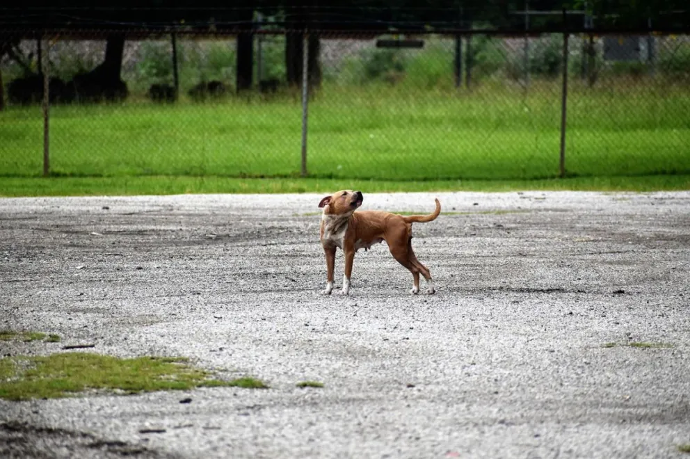 Una mujer sufrió la fractura de su pierna tras ser mordida por un pitbull en el barrio Regional