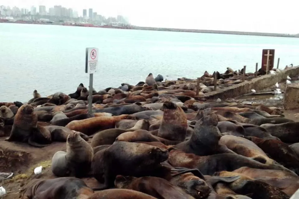 Realizan un monitoreo de los lobos marinos para no tener una mortandad como en Perú