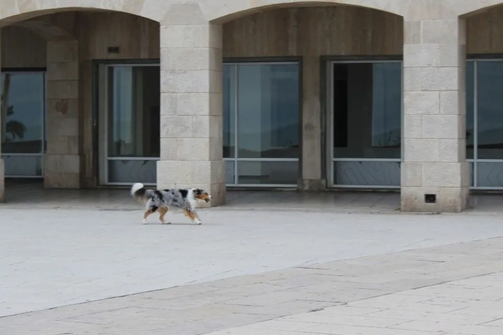 Biólogos advierten por la peligrosidad de los desechos caninos y cuestionan las políticas municipales