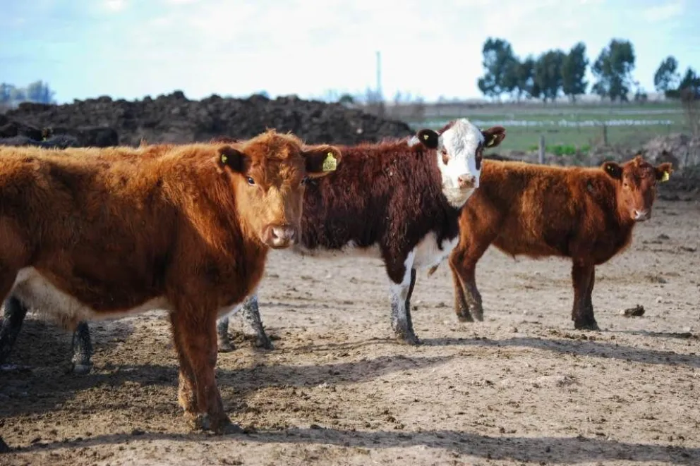 Productores ganaderos piden una ley para establecer precios a nivel local