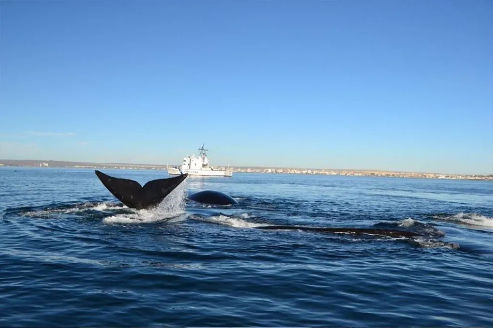 Registraron el primer avistamiento de ballenas y aseguran que "cada vez son más"