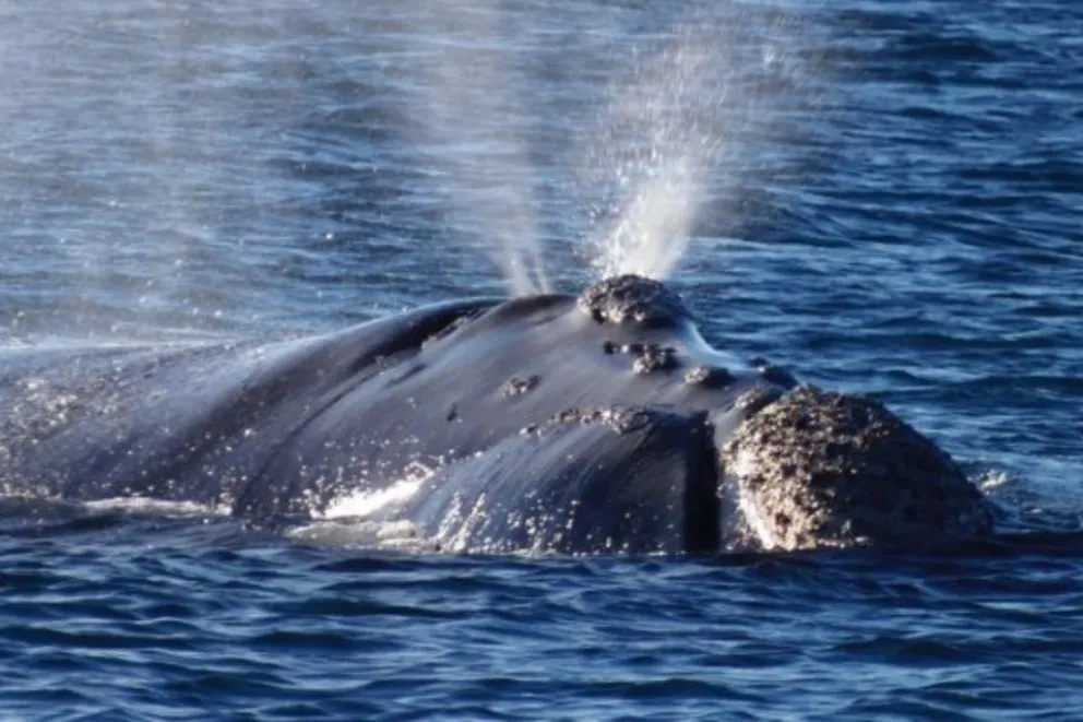 ¿Cómo debemos actuar si nos topamos con una ballena en la costa marplatense?