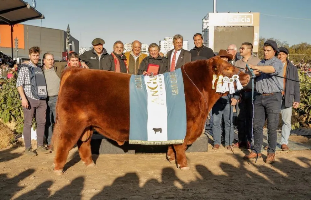 Un marplatense es uno de los dueños de un toro récord en la historia de su raza