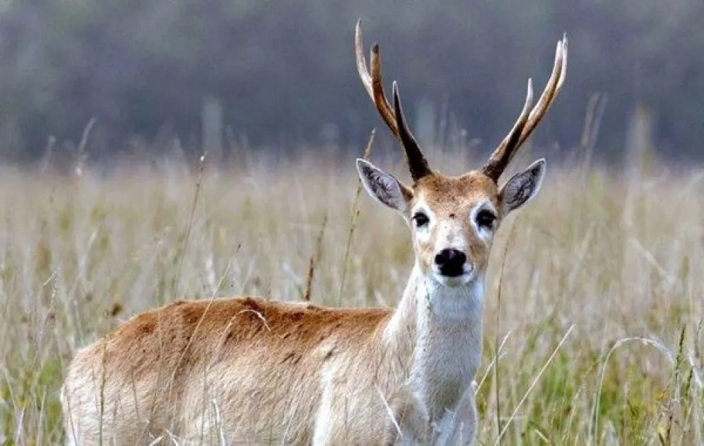 Aprobaron el plan de manejo para las áreas naturales protegidas de la Bahía de Samborombón