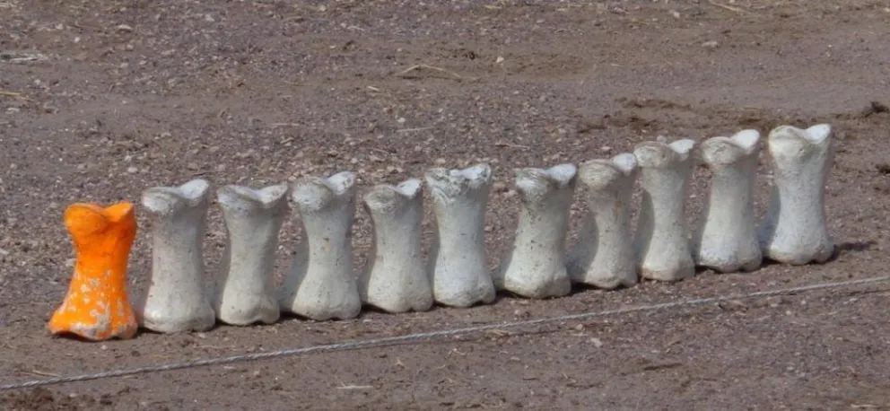 Kosser: el milenario juego de los alemanes del Volga que se juega en la provincia de Buenos Aires