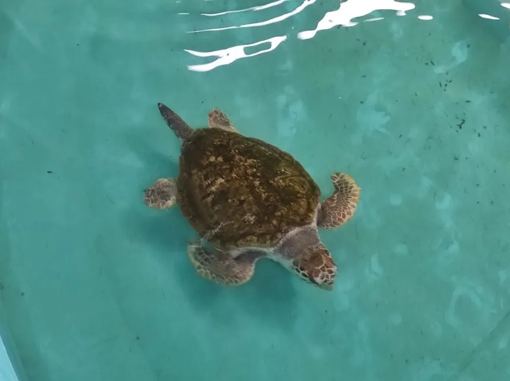 El tortugo Jorge ya está en Mar del Plata y evaluarán su adaptación al nuevo hogar