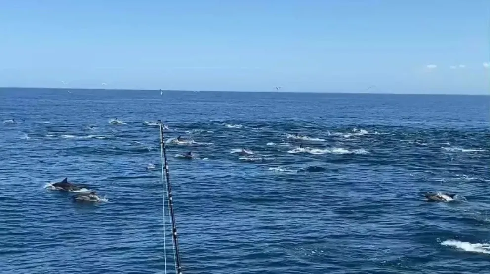 Orcas en Mar del Plata