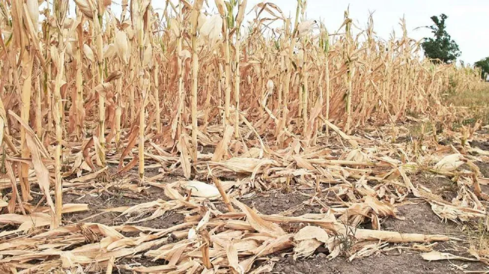 Unas siete millones de hectáreas se encuentran bajo sequía severa