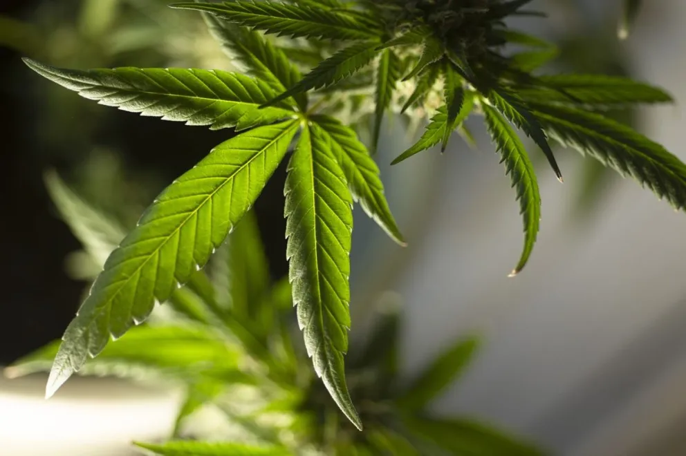Cannabis medicinal: ¿Qué dice la ley nacional y cómo se aplica en Mar del Plata?