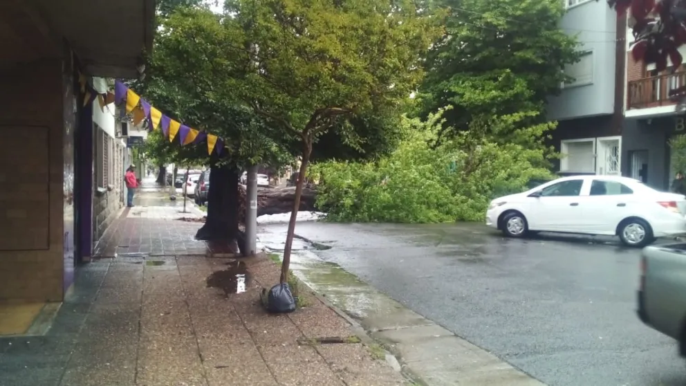 Alerta amarillo por vientos: se cayó un árbol y se espera que la situación empeore