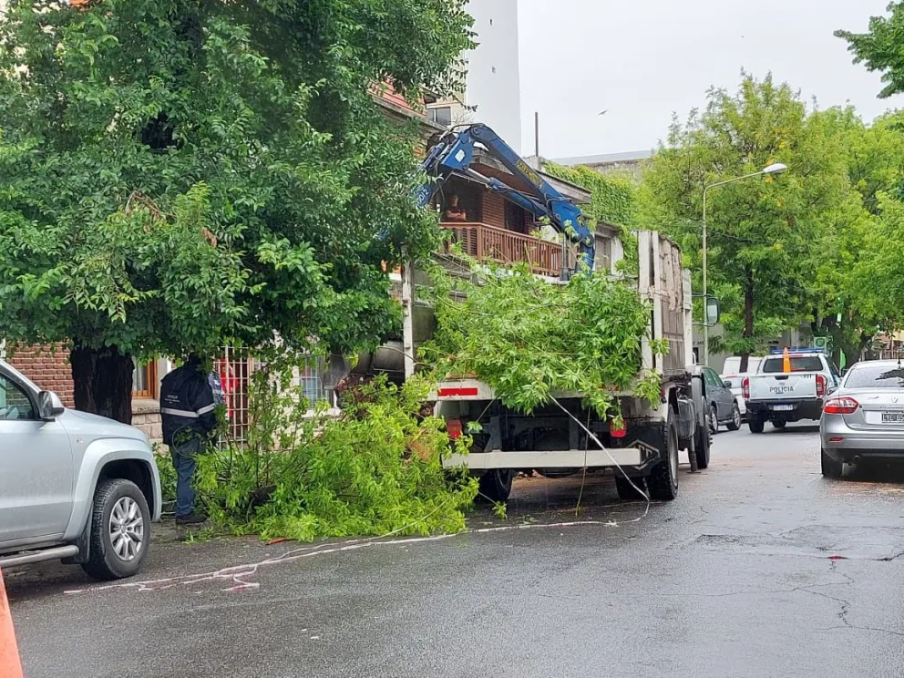 Presentaron un proyecto de reforestación para mejorar el arbolado de Mar del Plata