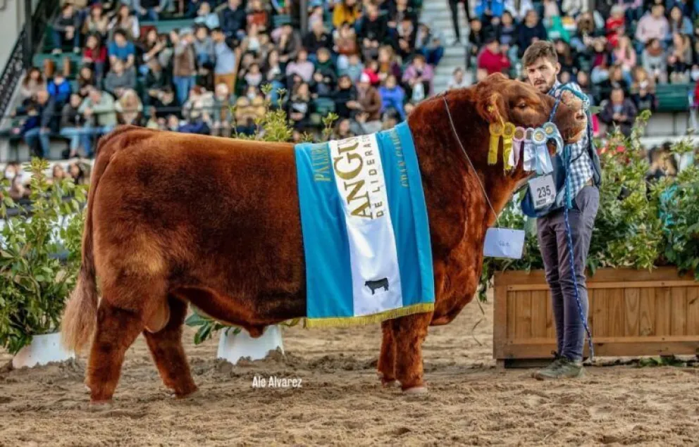 Un toro argentino ganó el Mundial de la raza Aberdeen Angus