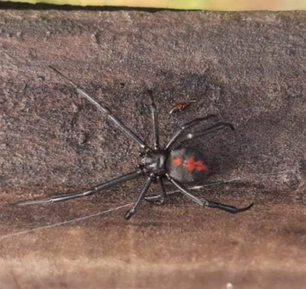Interesante charla para aprender sobre las arañas: "En Mar del Plata hay más de 150 especies"