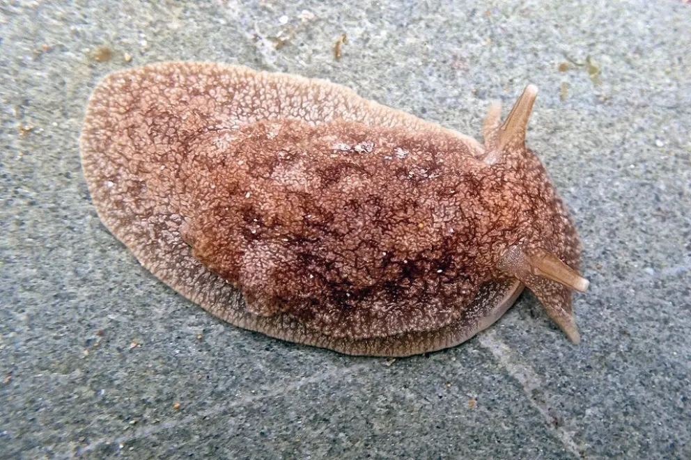 ¿Qué sabemos sobre babosas invasoras y toxinas?