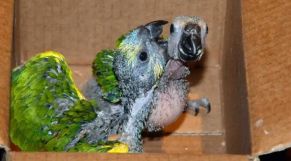 Alerta por brote de psitacosis y advierten sobre la venta ilegal de loros