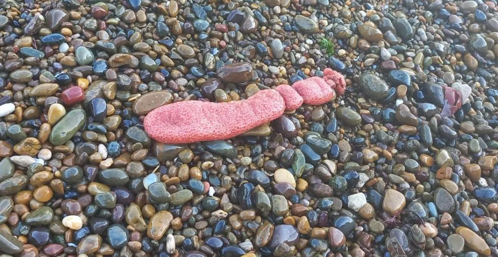 ¿Qué son estos especímenes aparecidos en algunas playas de Mar del Plata?