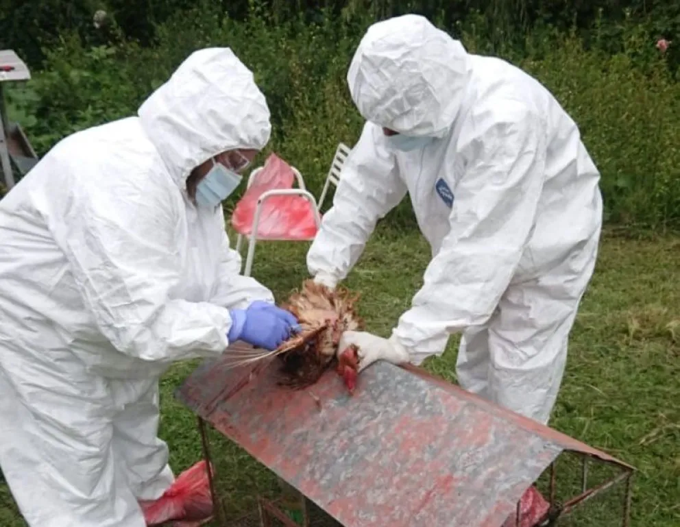 Emitieron recomendaciones frente a los casos de Influencia Aviar