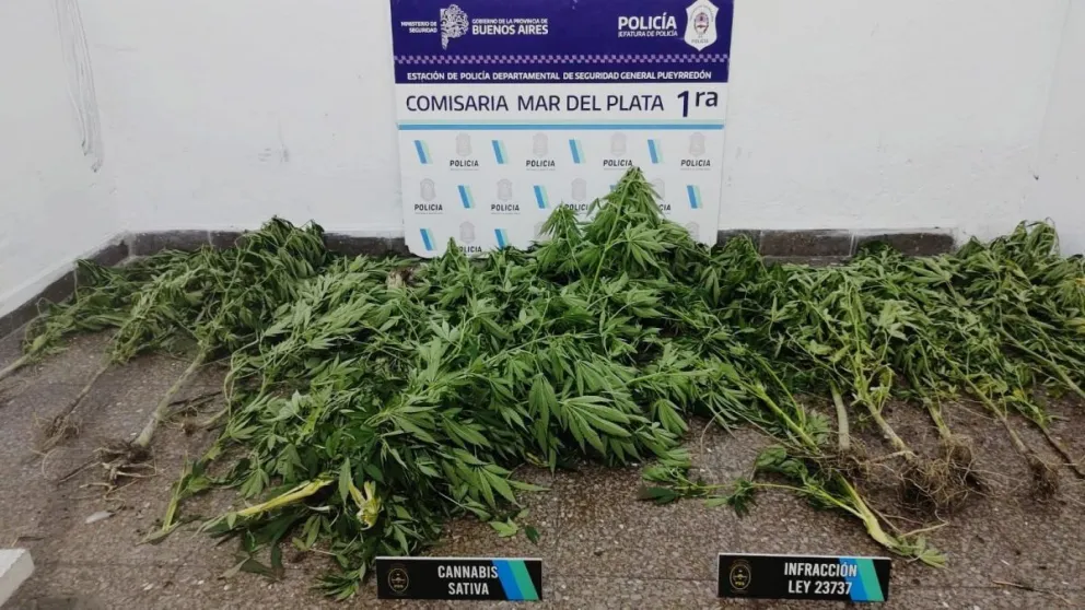 Allanaron una casa por un robo y encontraron 13 plantas de marihuana