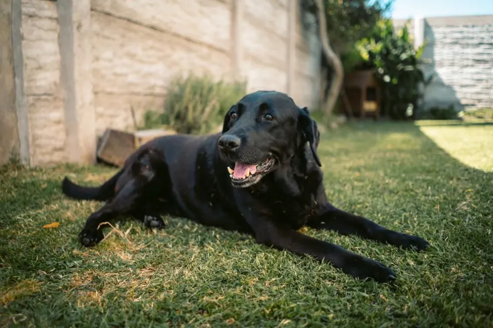 Nuevo cronograma del quirófano móvil para animales