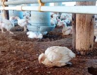 Segunda semana consecutiva sin casos confirmados de influenza aviar en el país