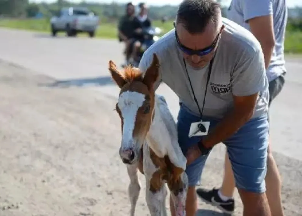 Maltrato animal: Dos caballos en penoso estado tuvieron que ser rescatados en Los Acantilados