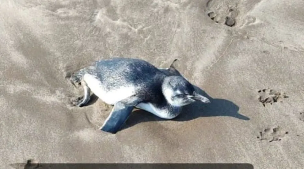 Murió un pingüino en una playa marplatense y crece el temor por la gripe aviar