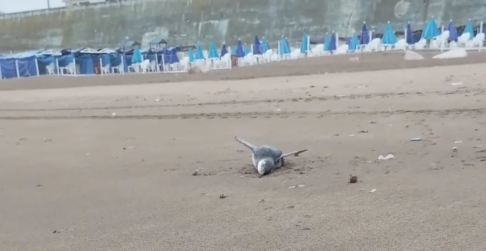 Apareció otro pingüino muerto en una playa de Mar del Plata: qué recomendaciones tomar