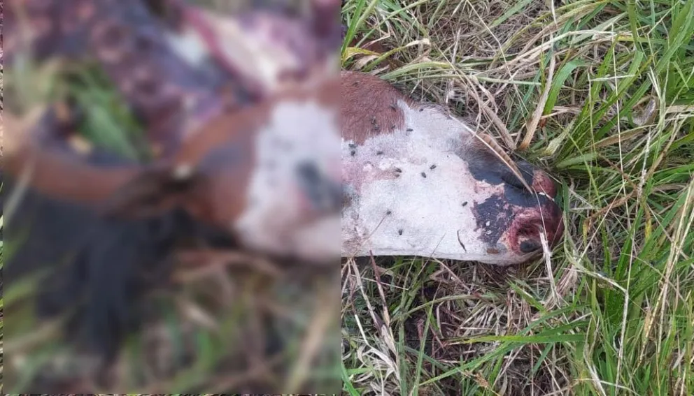 Vecinos de Mar del Plata denuncian que les roban los caballos y los faenan