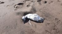 Encontraron otro pingüino muerto en una playa