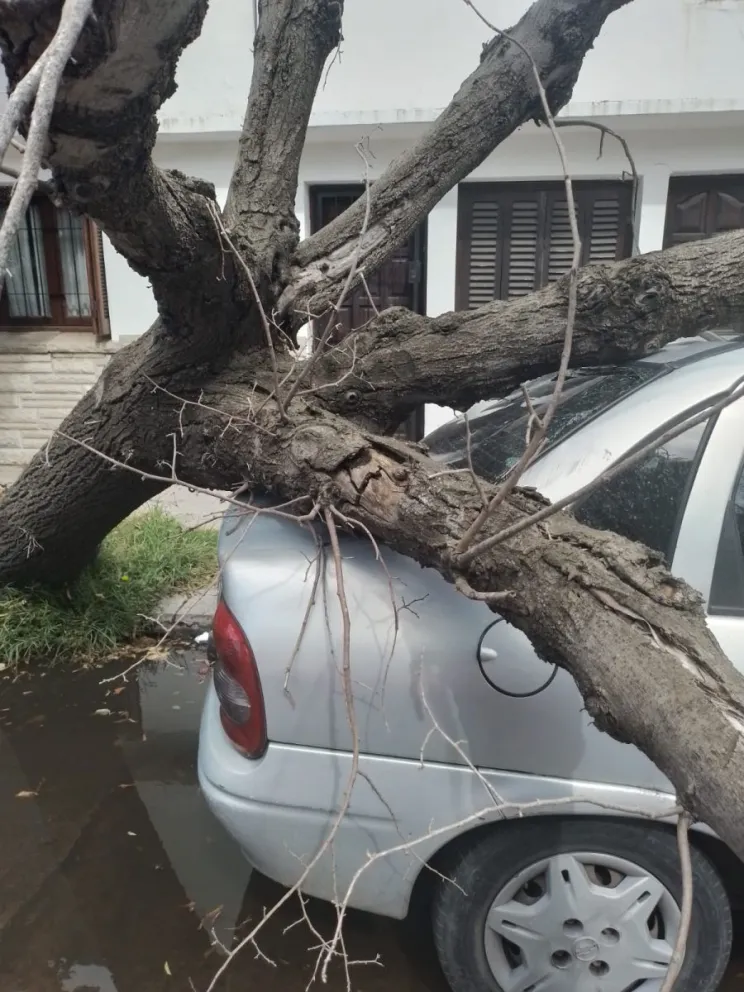 El viento causó caída de árboles, semáforos y el desprendimiento del mástil de la Rotonda del Golf