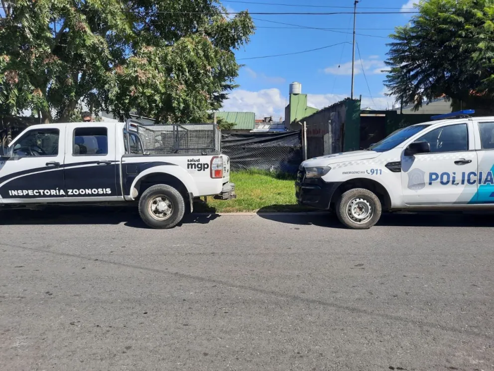 Tras una denuncia online, rescataron a un caniche en estado de abandono