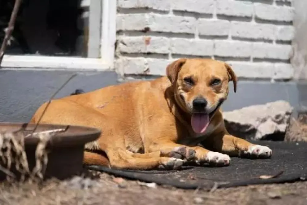 Castración y vacunación antirrábica gratis: en qué barrios estarán los dispositivos