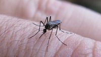 Se registró un descenso en el número de casos de dengue semanales