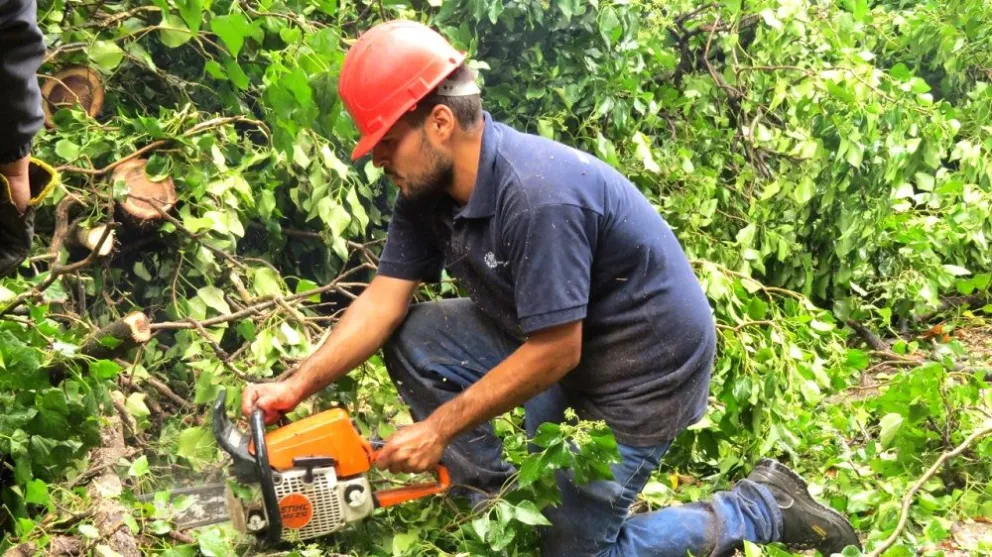 Curso de Podador Urbano Artesanal 2023