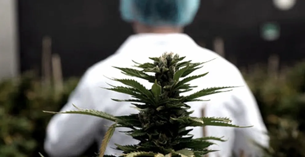 Ampliaron a tres años la autorización del REPROCANN para el cultivo de cannabis