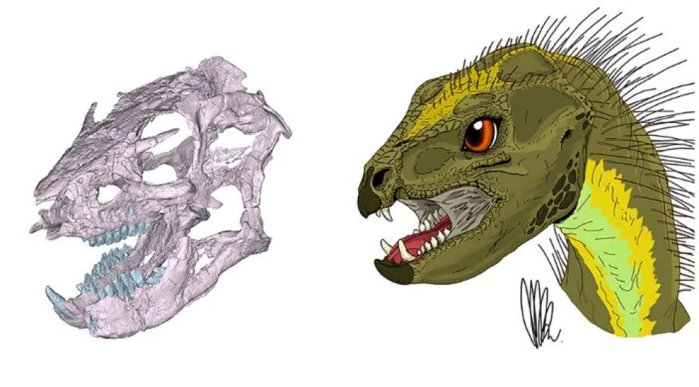 Reconstruyen el cráneo y los hábitos alimenticios de un pequeño dinosaurio patagónico