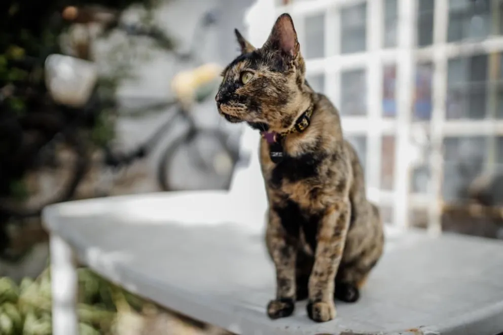 Lugares del quirófano móvil para animales para castración de perros y gatos